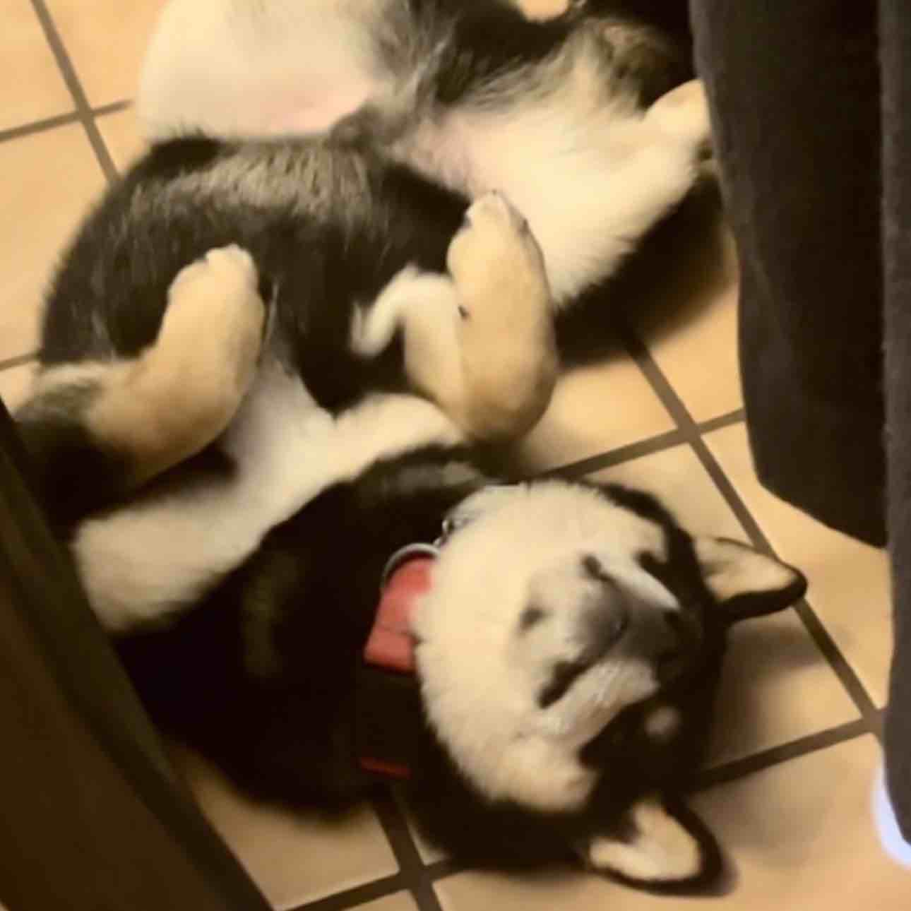 A picture of Kylo Ren, a 2 years 11 months old Other dog.
