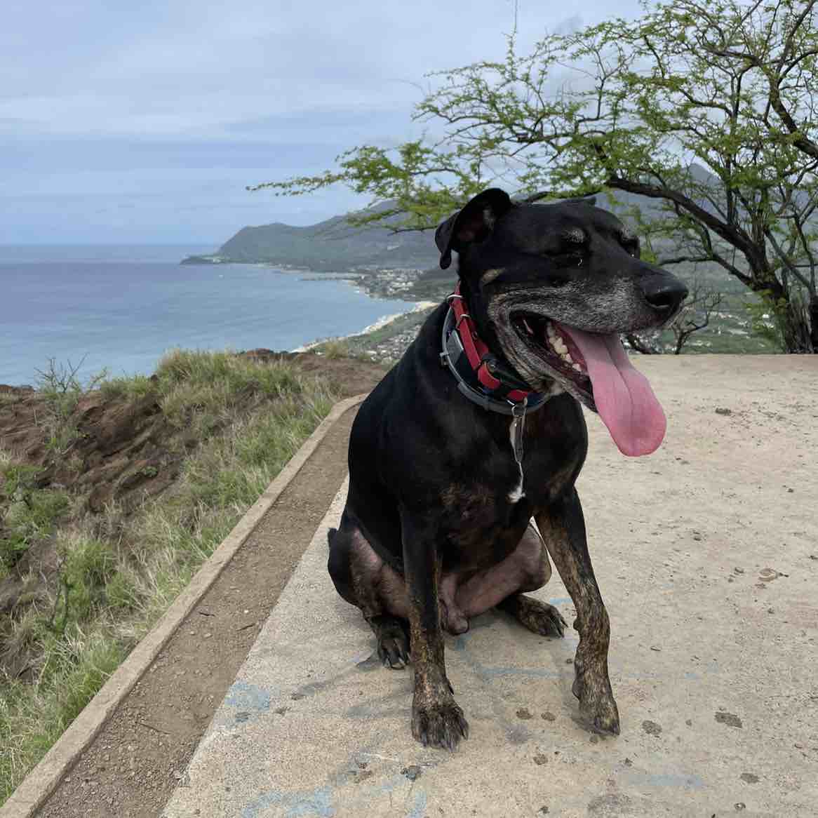 A picture of Luke, a 12 years 4 months old Other Mix dog.