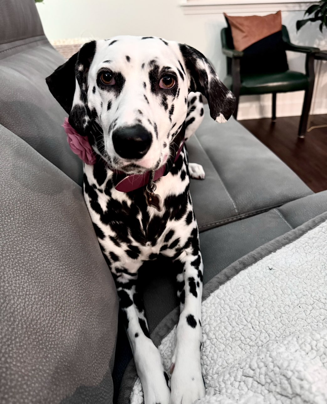 A picture of Poppy, a 4 years 10 months old Other dog.