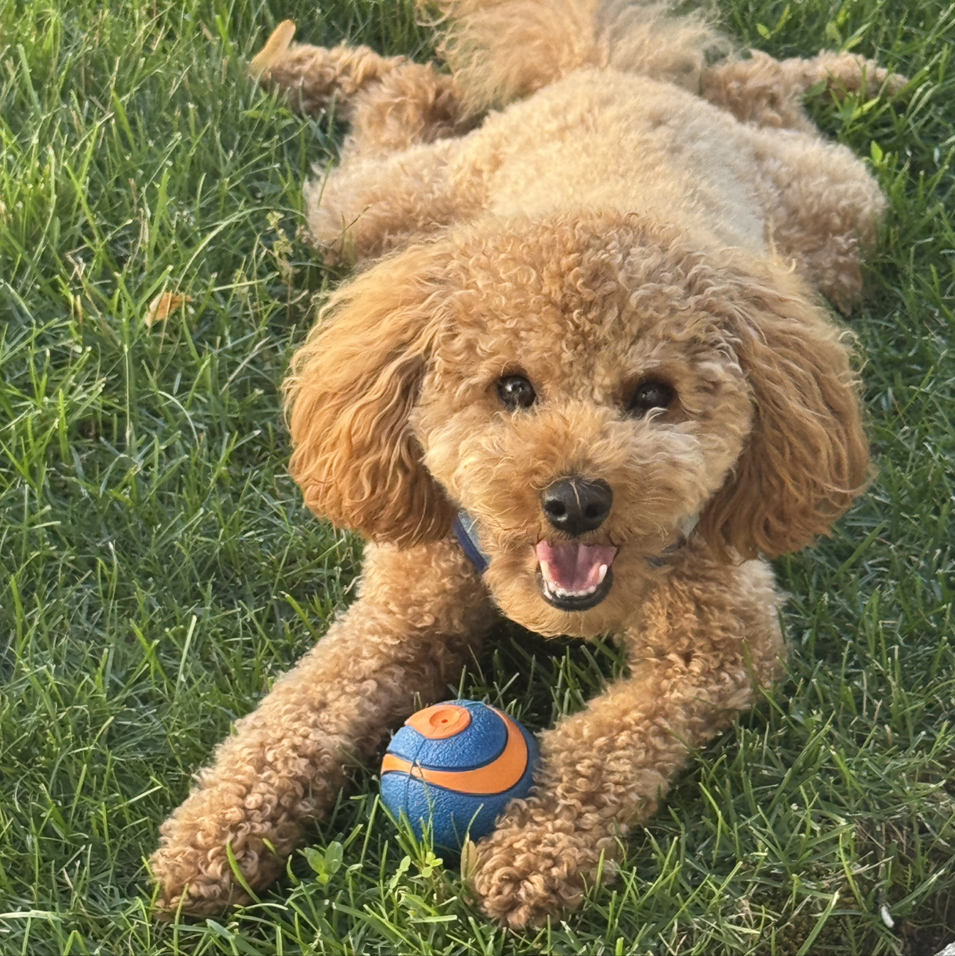 A picture of Louie, a 1 year 4 months old Other Mix dog.