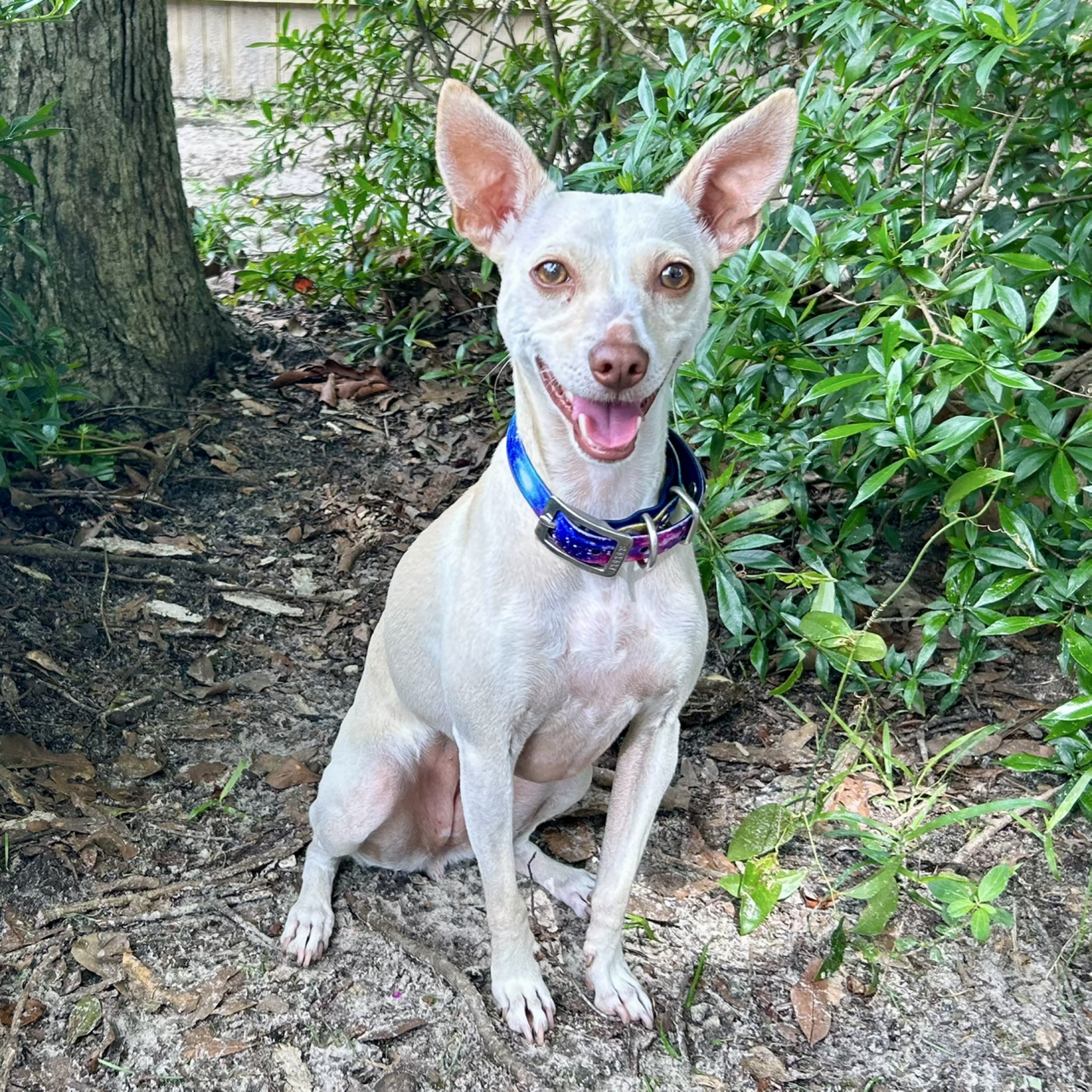 A picture of Jupiter, a 5 years 2 months old Feist Mix dog.