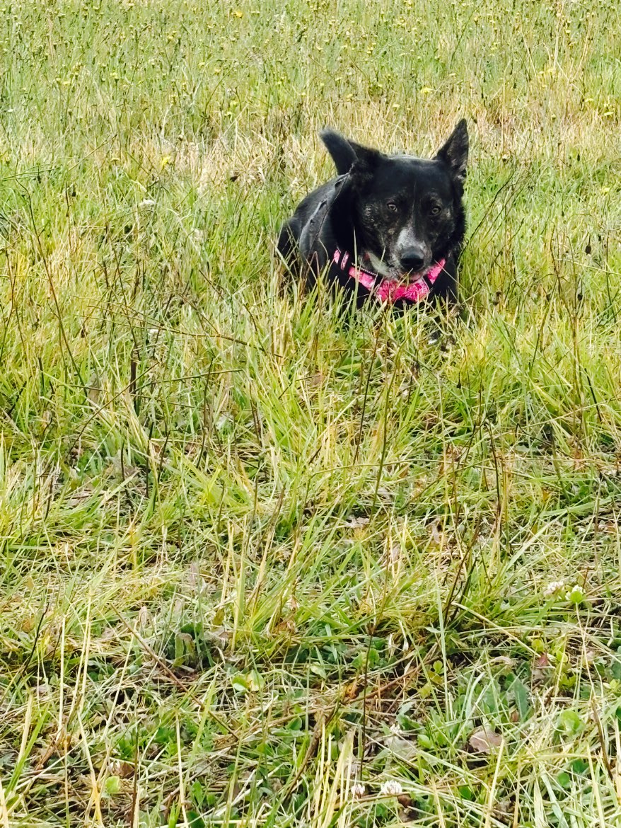A picture of Fancy - Princess Of Snohomish County, a 1 year 11 months old Other dog.