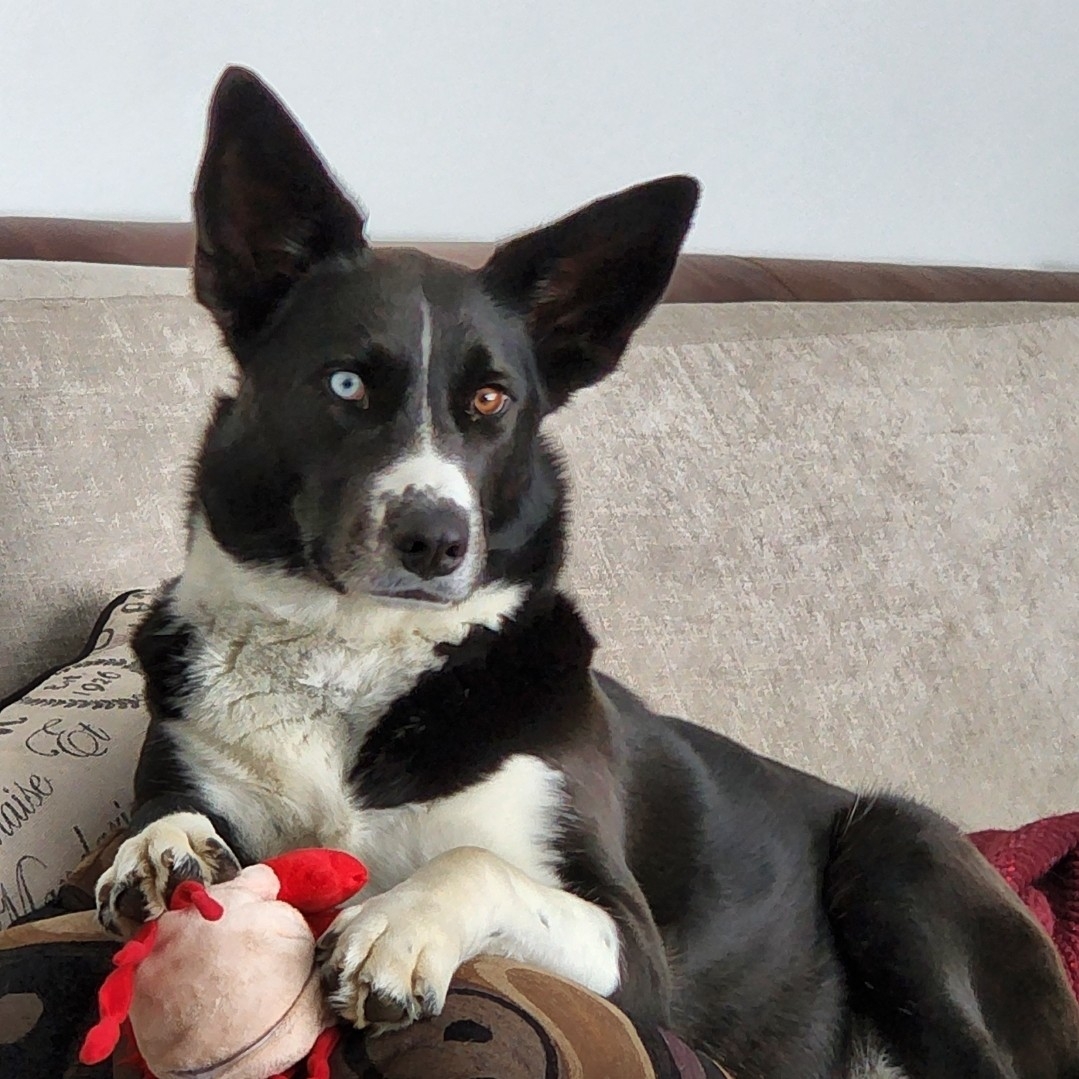 A picture of Rango, a 6 years 4 months old Other Mix dog.