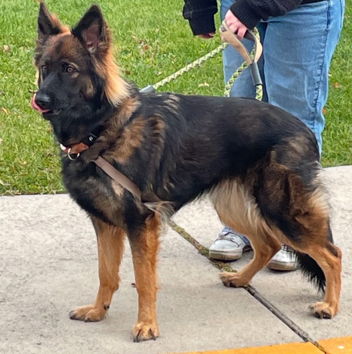 A picture of Katara, a 1 year 8 months old Other dog.