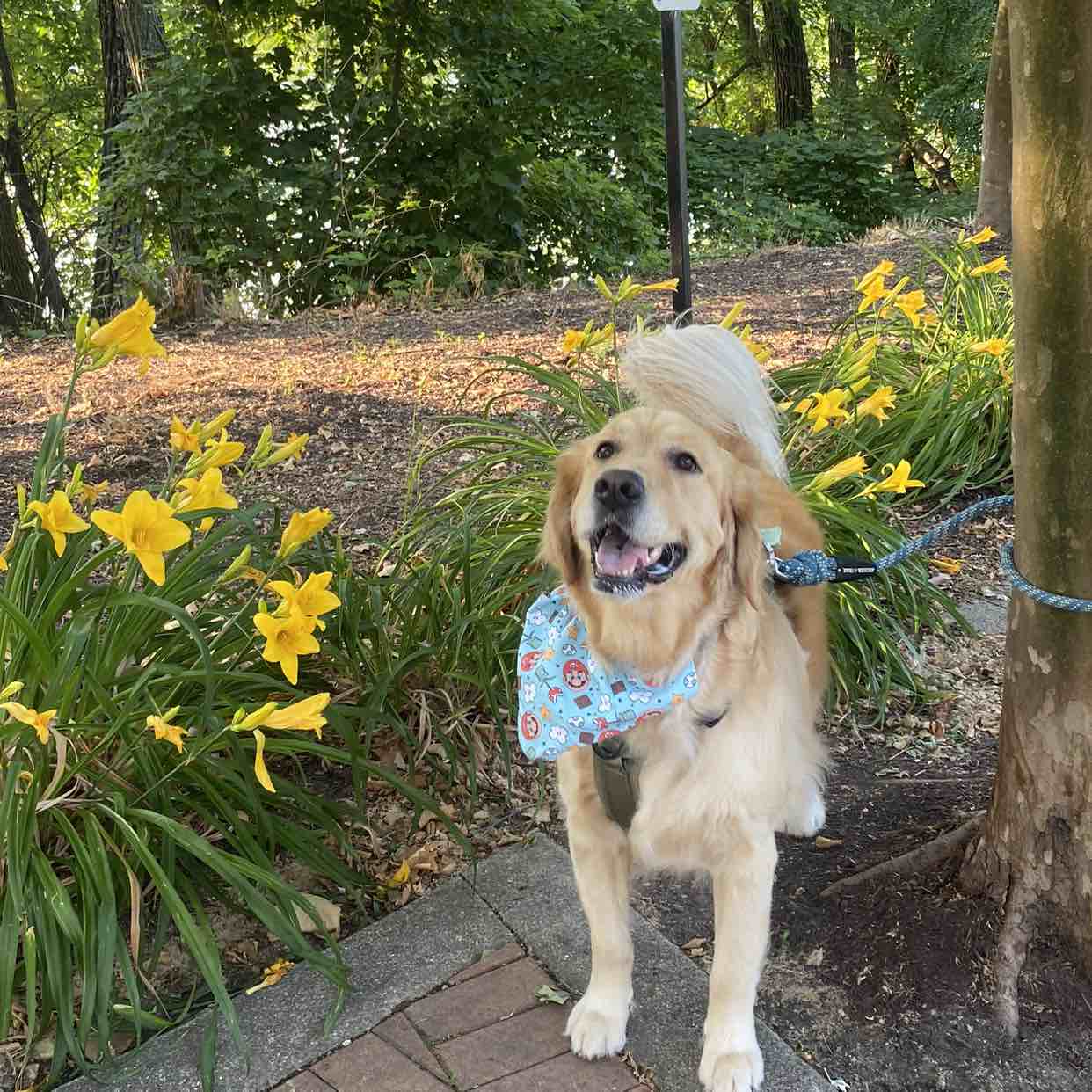 A picture of Gator, a 5 years 6 months old Golden Retriever dog.