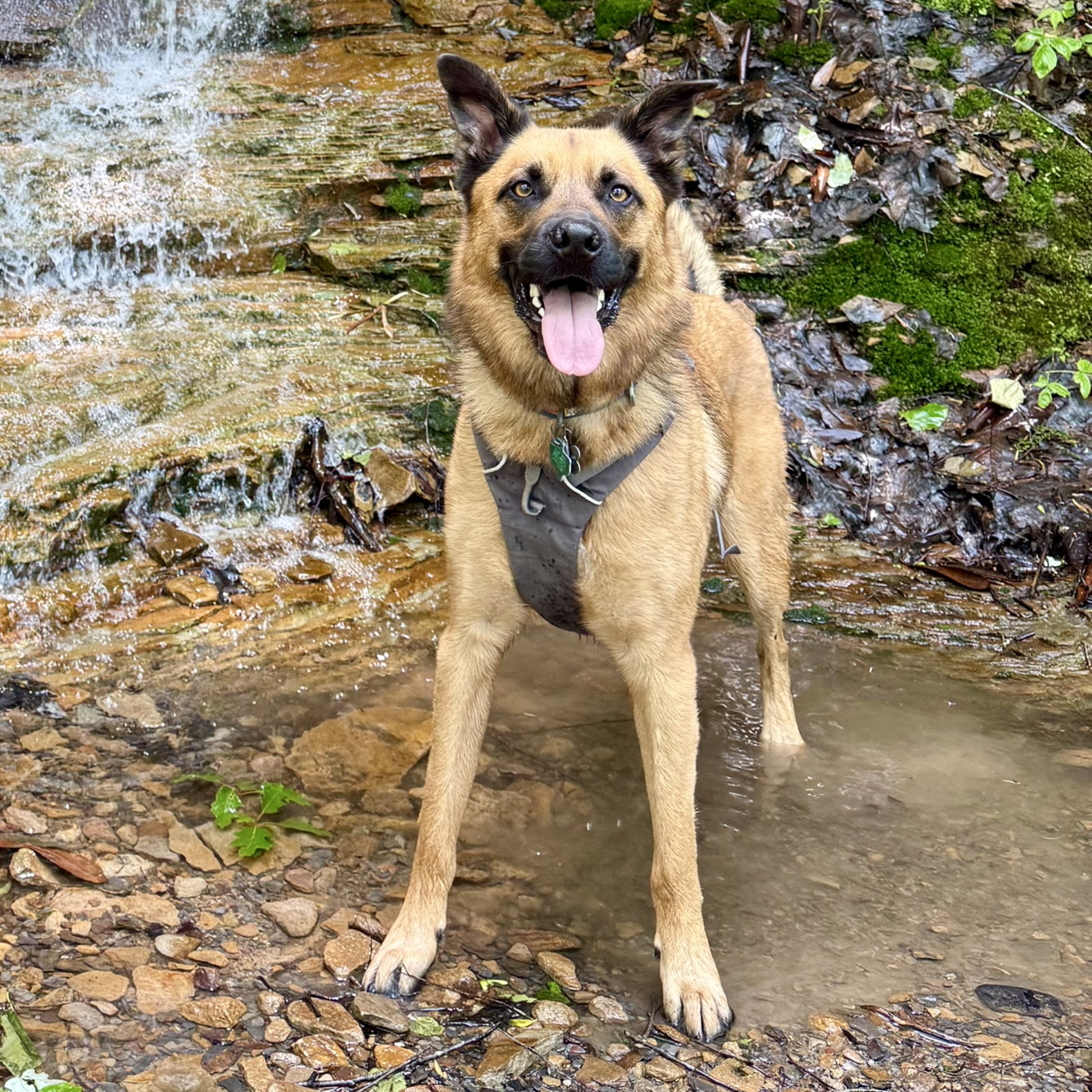 A picture of Hachi, a 3 years 1 month old Other Mix dog.