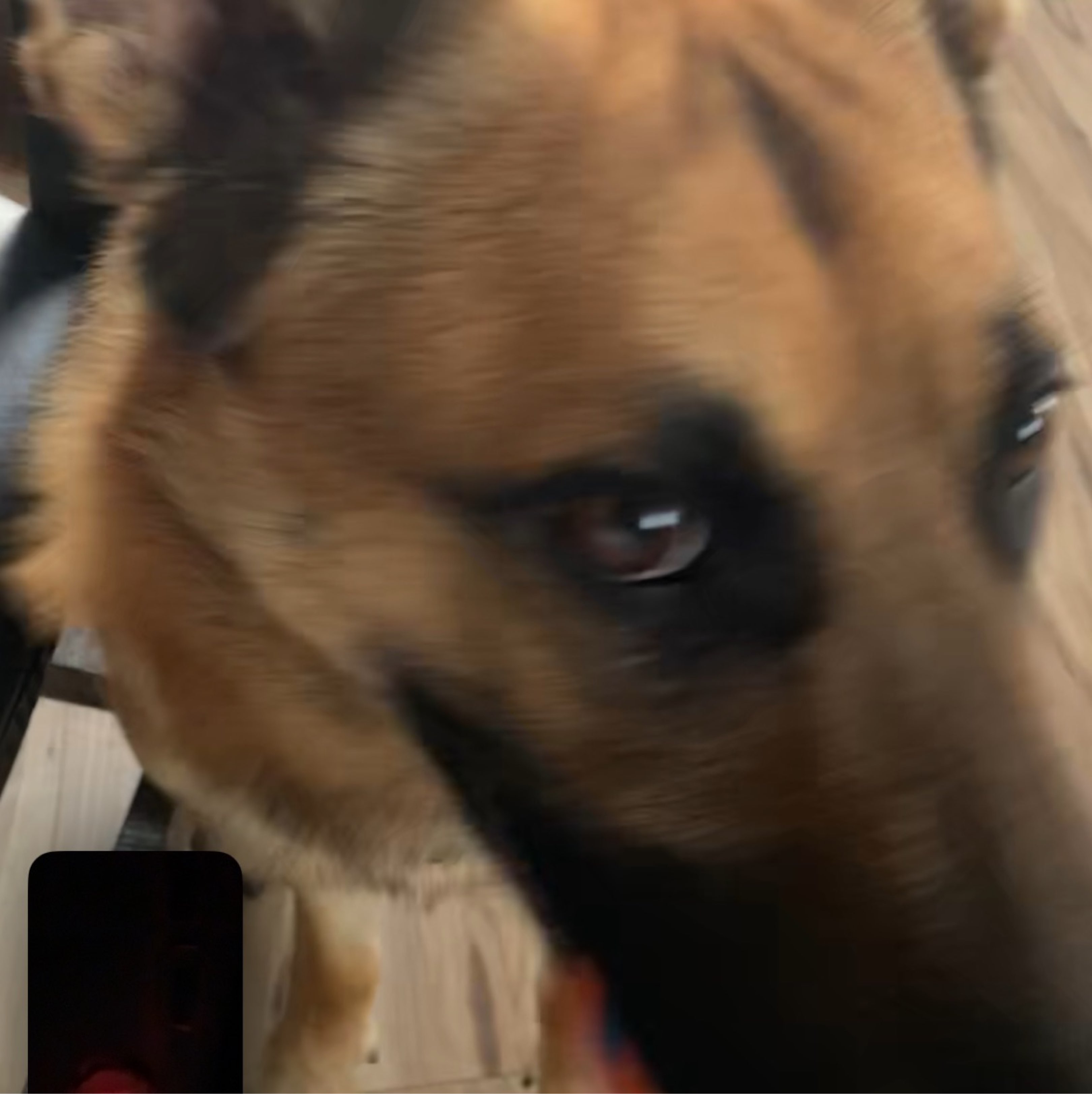 A picture of Harley, a 3 years 7 months old Other dog.