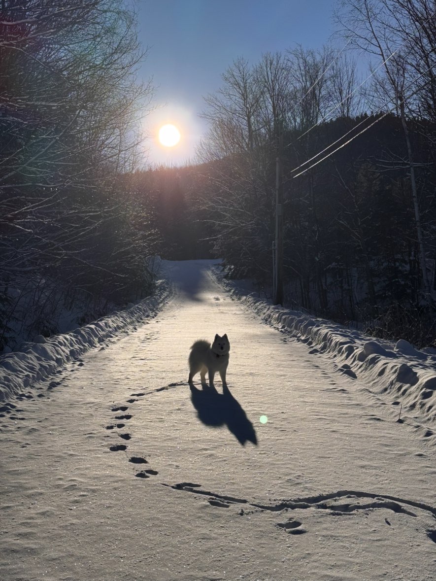 A picture of Joan Pawford, a 3 years 1 month old Other dog.
