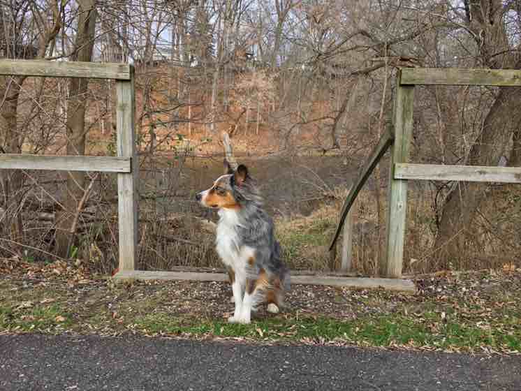 A picture of Indiana Jones, a 10 years 1 month old Australian Shepherd dog.