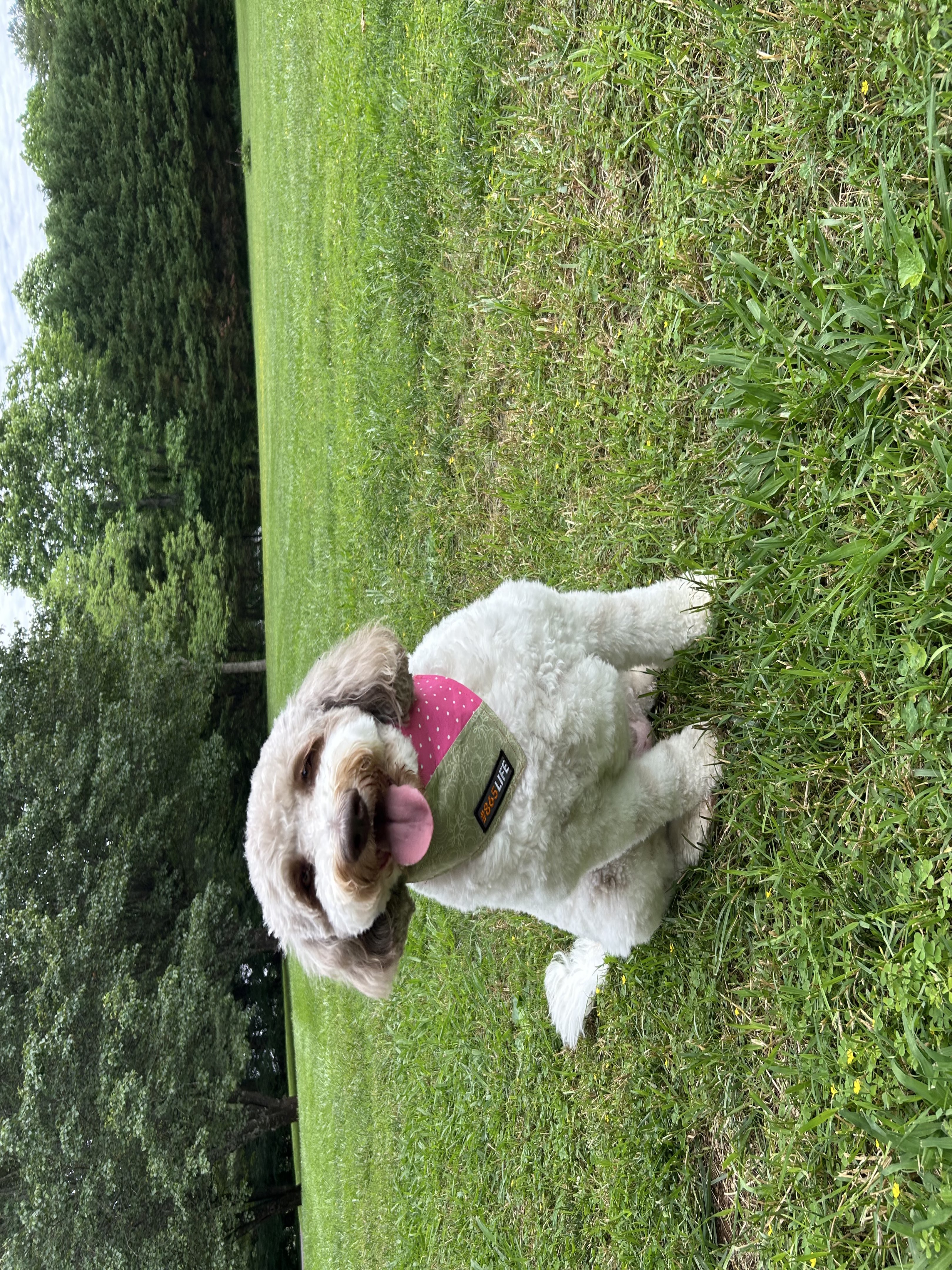 A picture of Clover, a 4 years 9 months old Other dog.