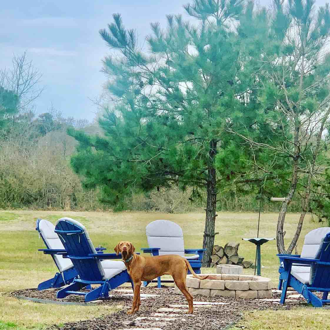 A picture of Layla Rae, a 5 years old Other dog.