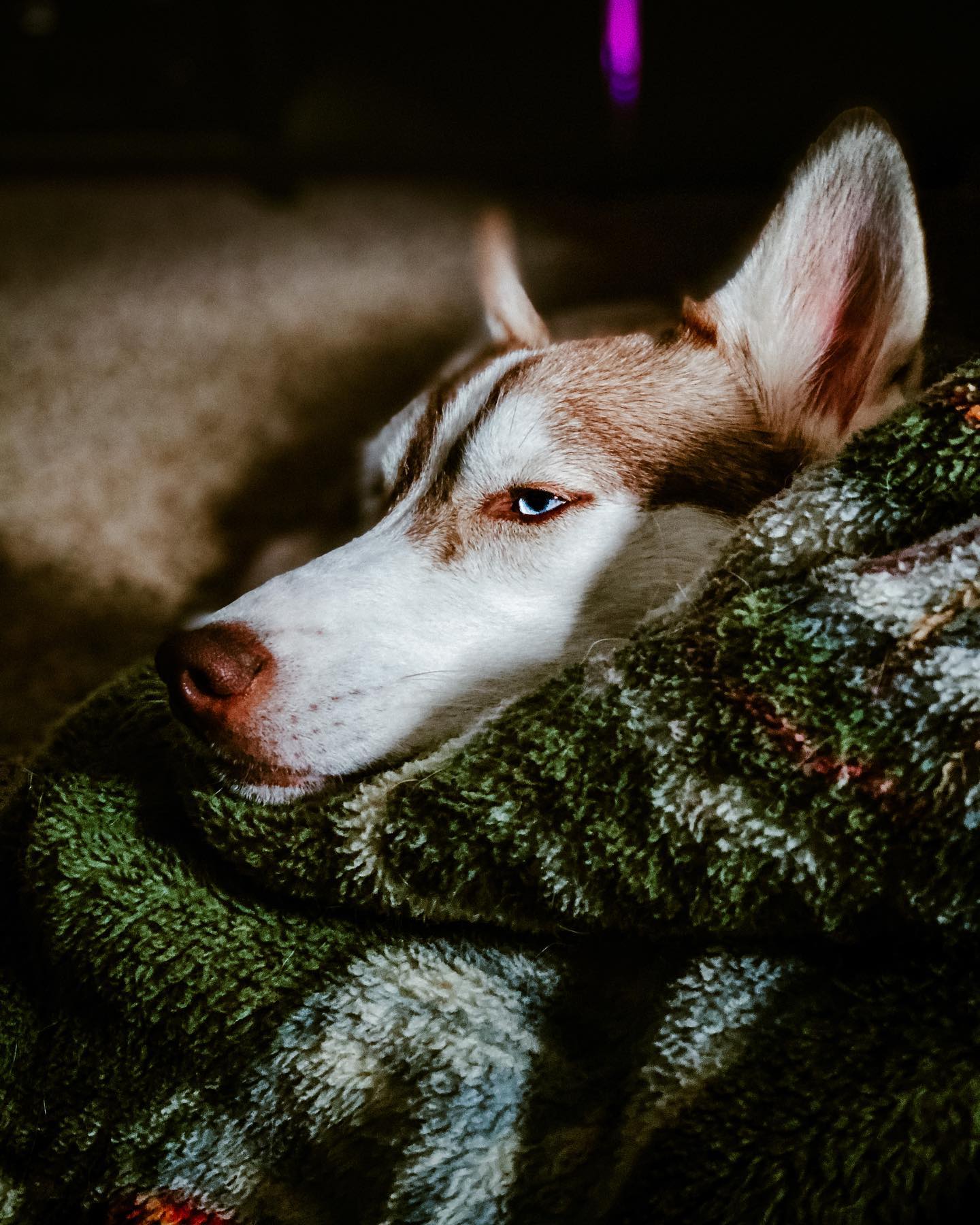 A picture of Ruka, a 5 years 9 months old Siberian Husky dog.
