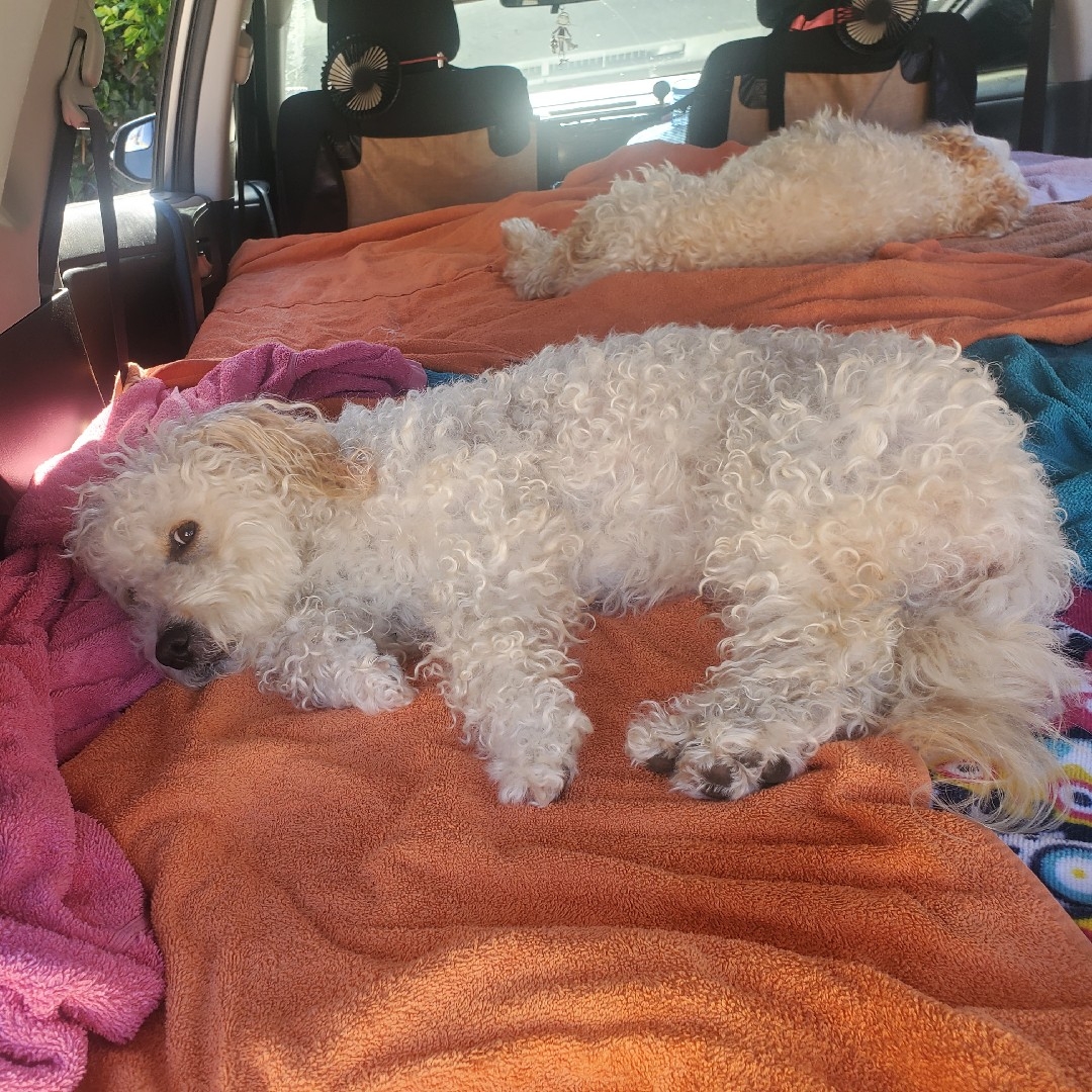 A picture of Evva Farell, a 9 years 7 months old Other Mix dog.
