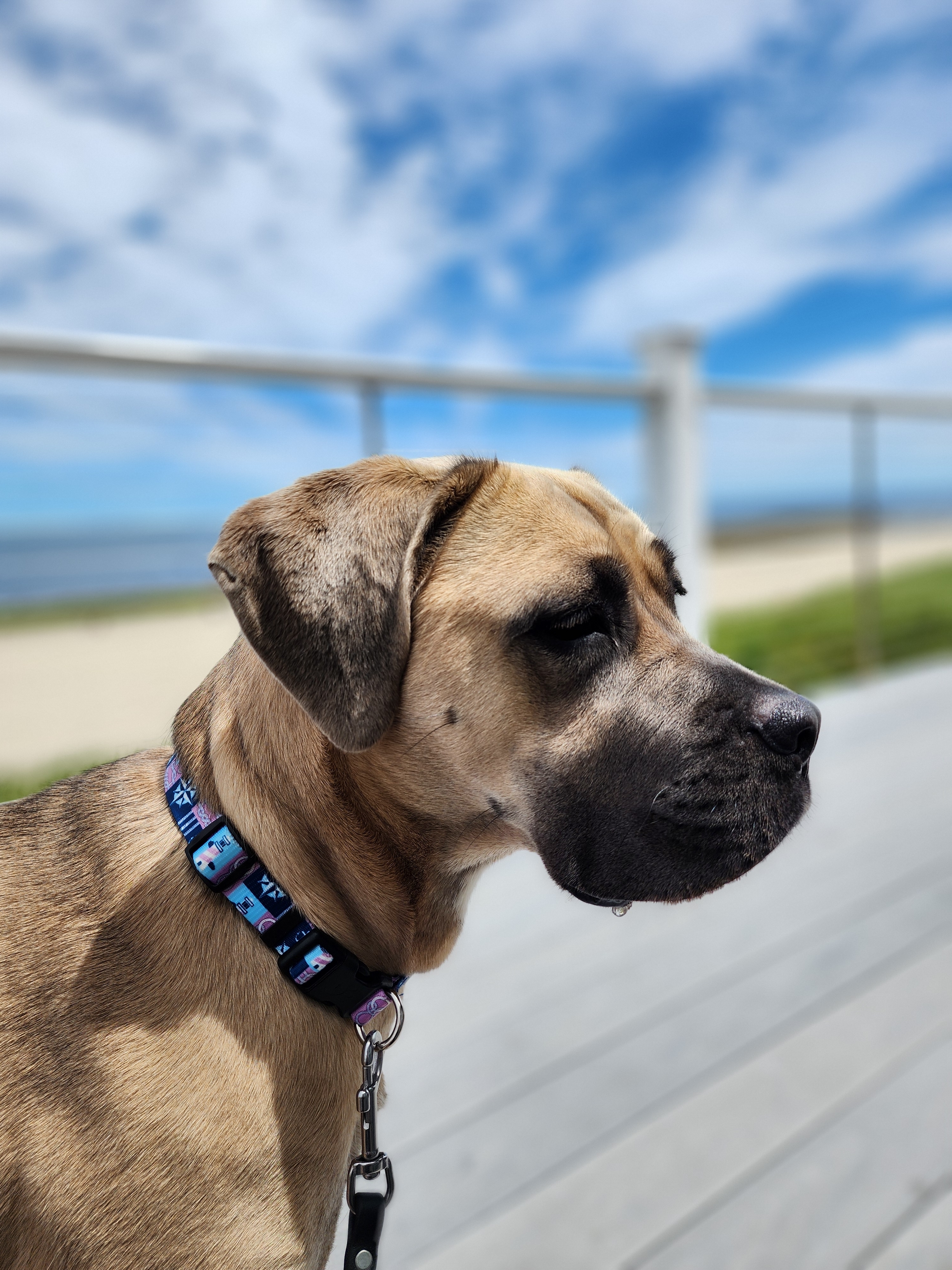 A picture of Nellie🩷, a 1 year 6 months old Other dog.