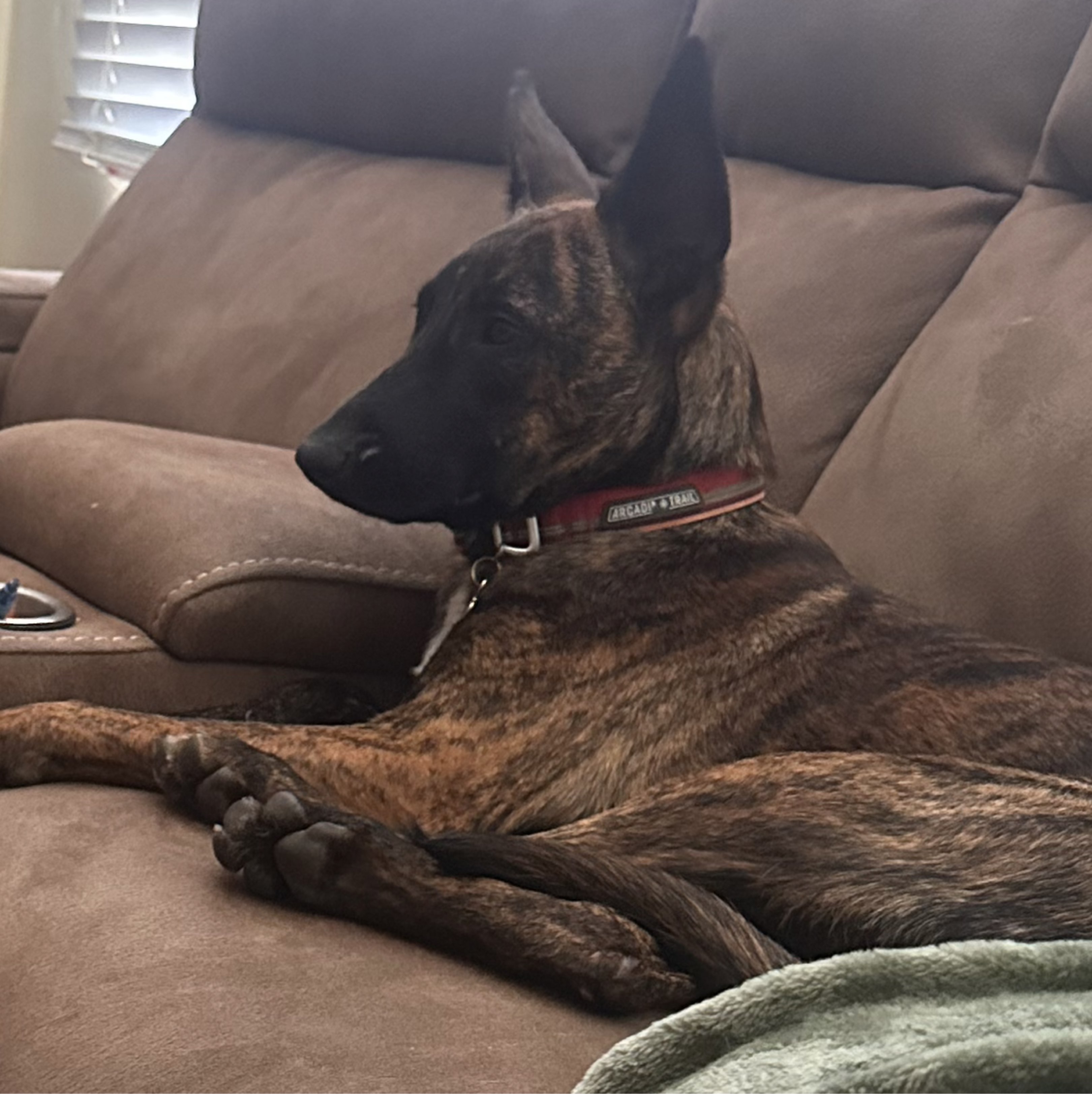 A picture of Pac-Man, a 1 year 7 months old Other Mix dog.