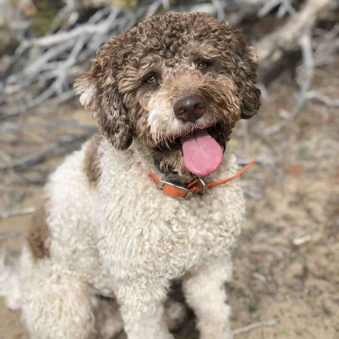 A picture of Enzo, a 4 years 7 months old Other dog.