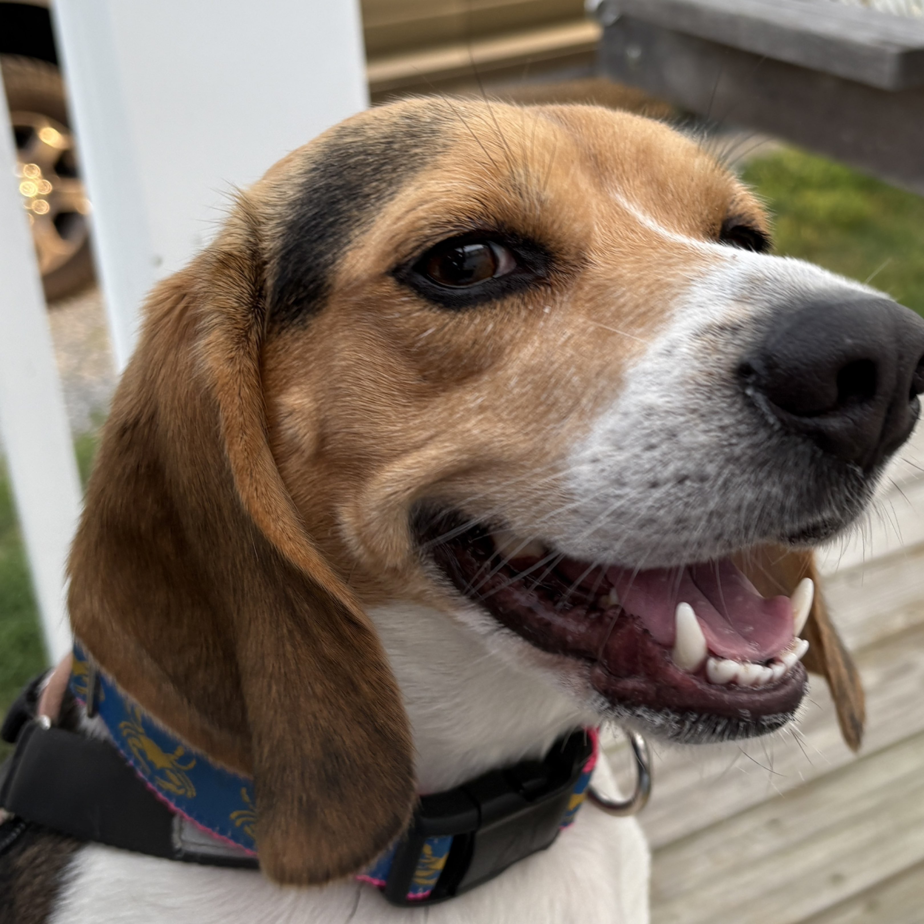 A picture of Marcie Mae, a 3 years 7 months old Other dog.