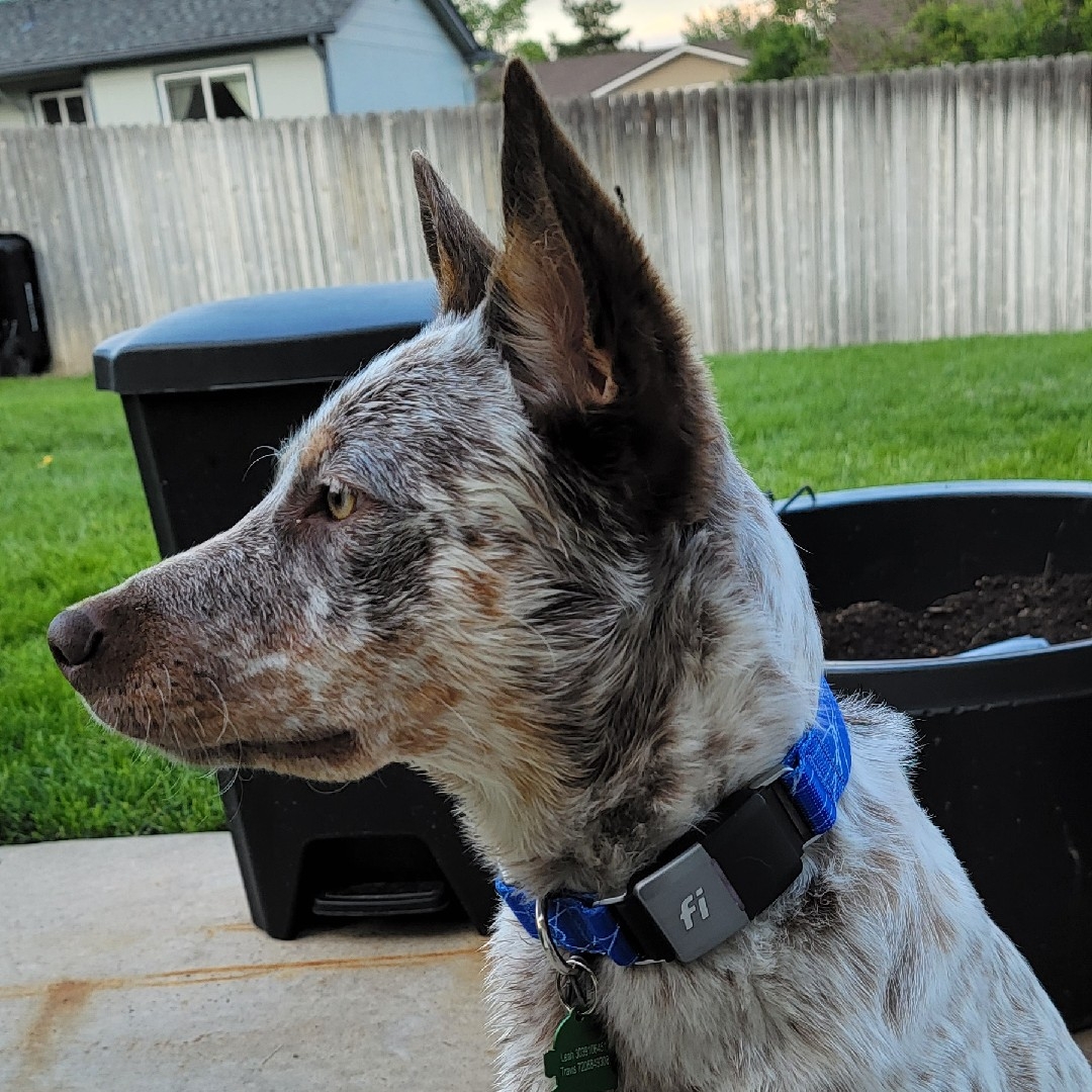 A picture of Gus Wayne, a 4 years old Australian Cattle Dog dog.