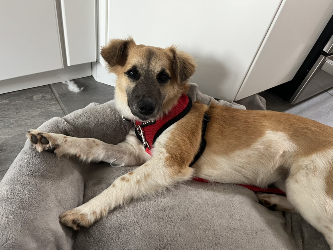 A picture of Luna, a 9 months old Other Mix dog.