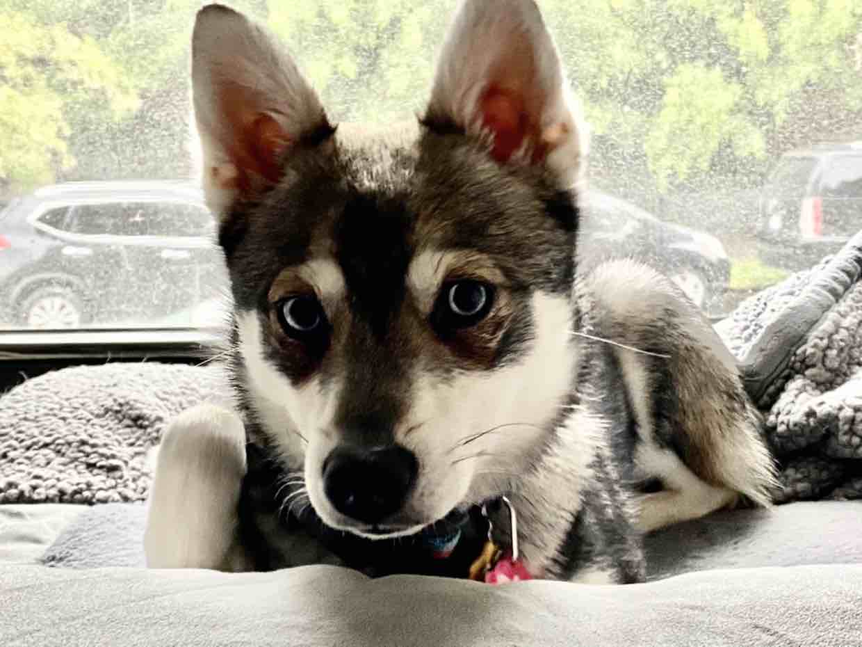 A picture of Nooma, a 4 years 10 months old Other Mix dog.