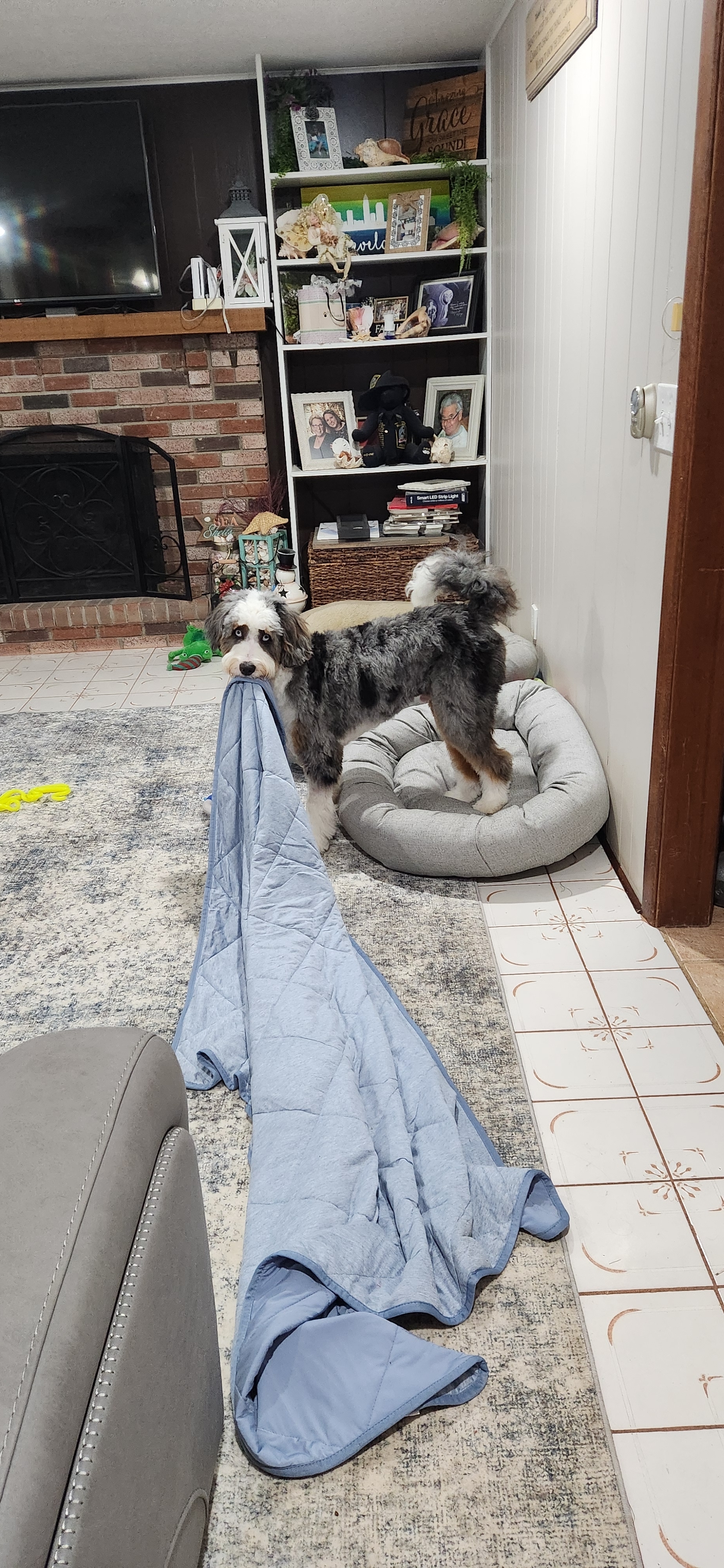 A picture of Louie, a 9 months old Other dog.