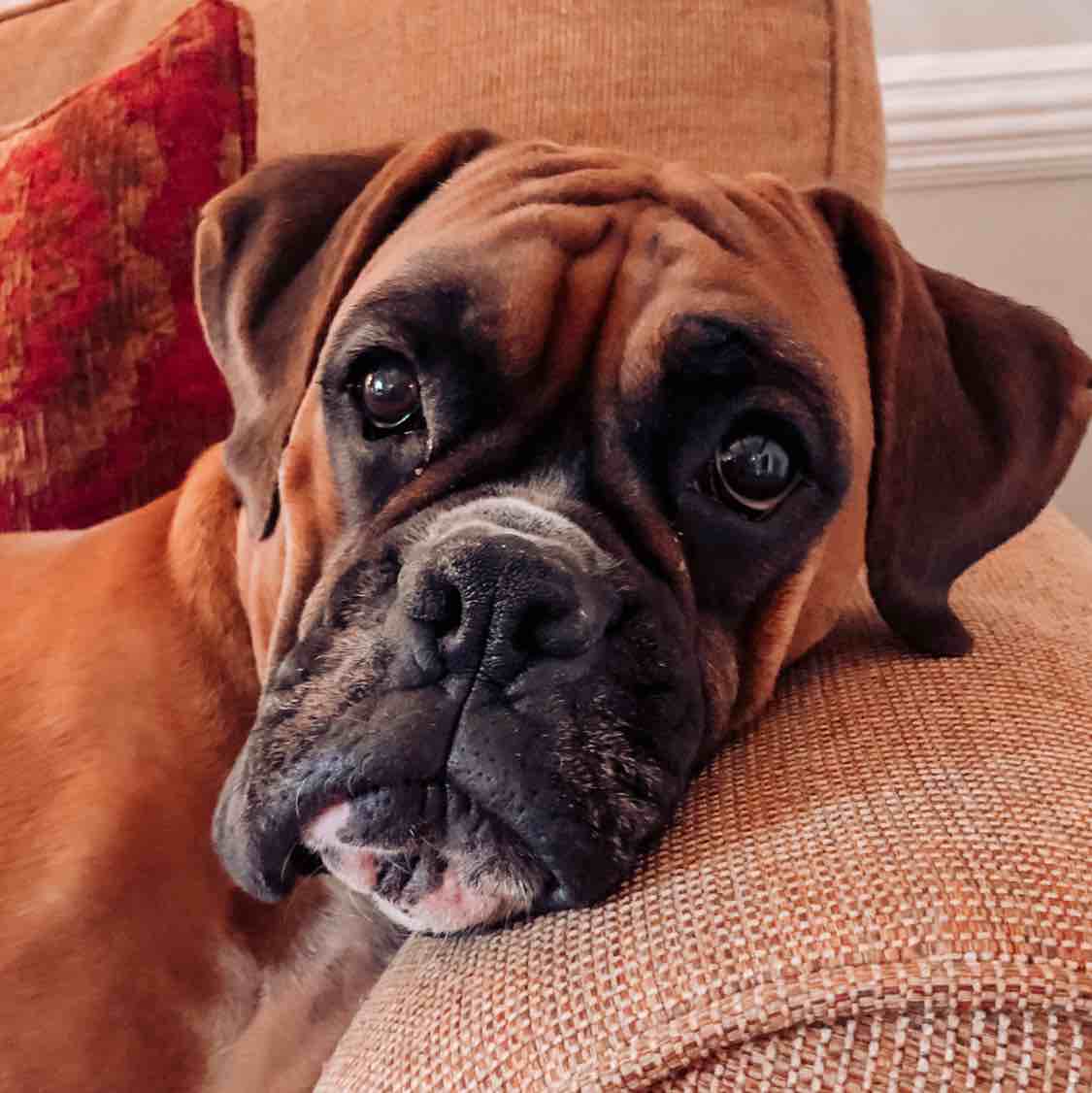 A picture of Lula Belle, a 7 years 3 months old Other dog.