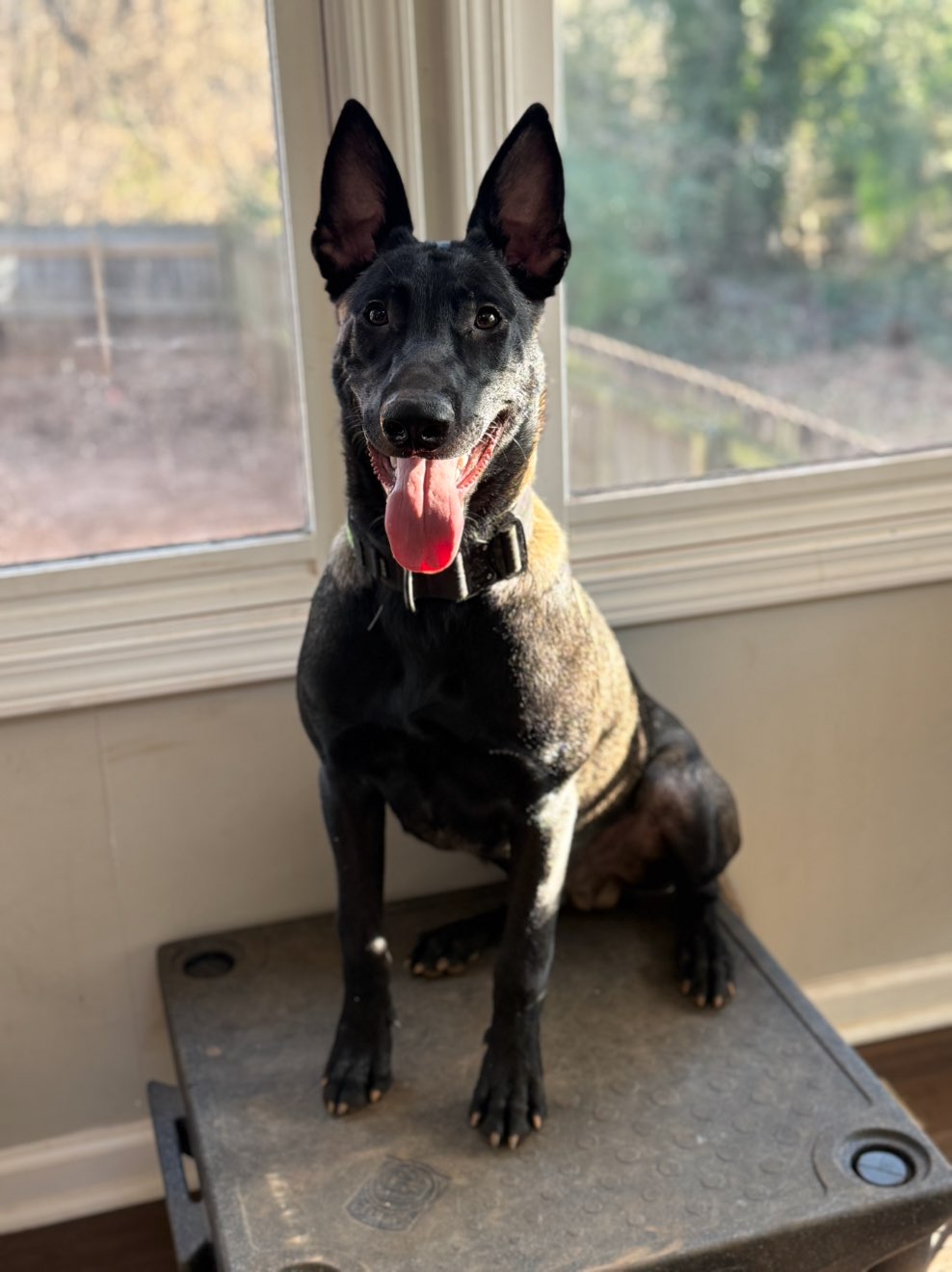 A picture of Reptar, a 1 year 2 months old Other dog.