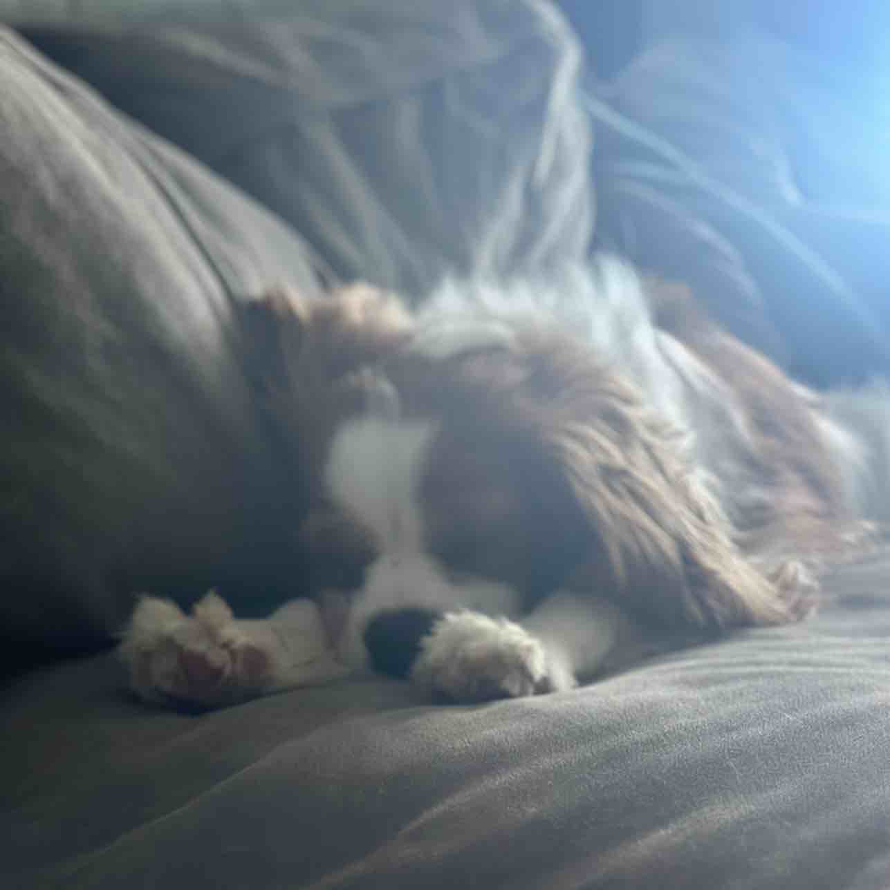 A picture of Edit Rutter Blasdell, a 2 years 11 months old Other dog.