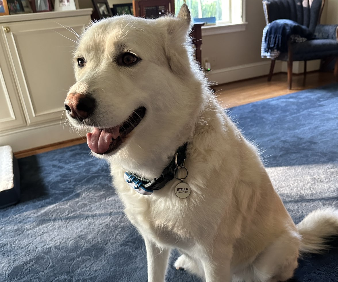 A picture of Stella, a 5 years 5 months old Other Mix dog.