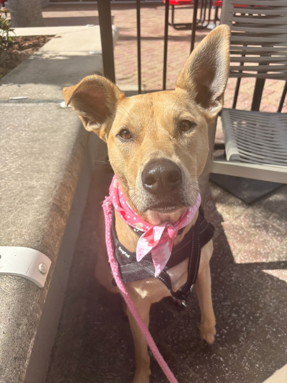 A picture of Maci May, a 3 years old Other Mix dog.