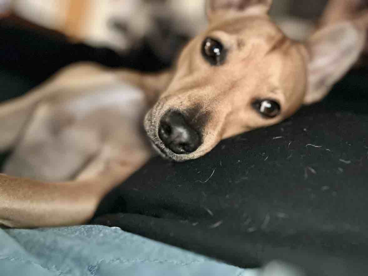 A picture of Winchester, a 5 years 4 months old Other Mix dog.
