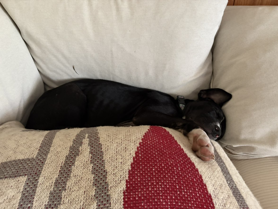 A picture of Sassy, a 1 month old Other dog.