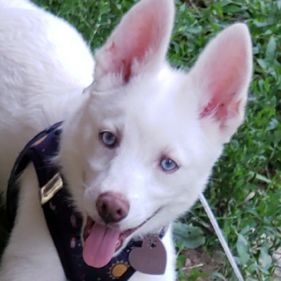 A picture of Yuki, a 2 years 2 months old Other Mix dog.
