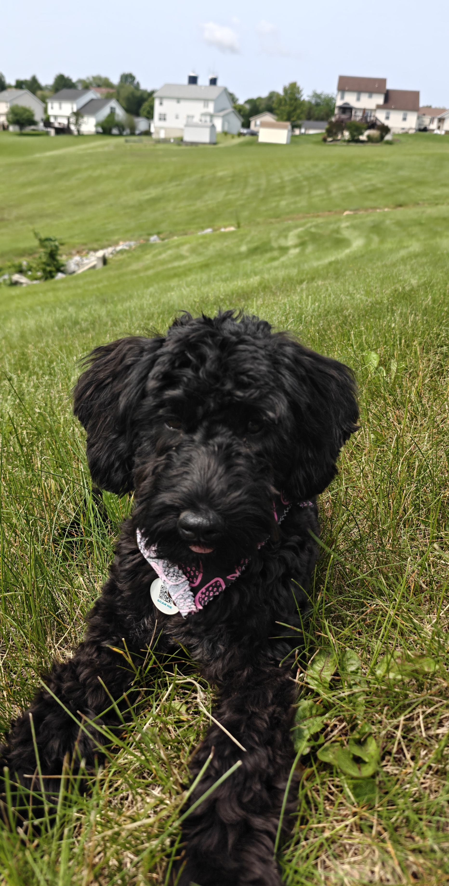 A picture of Shadow, a 7 months old Other dog.