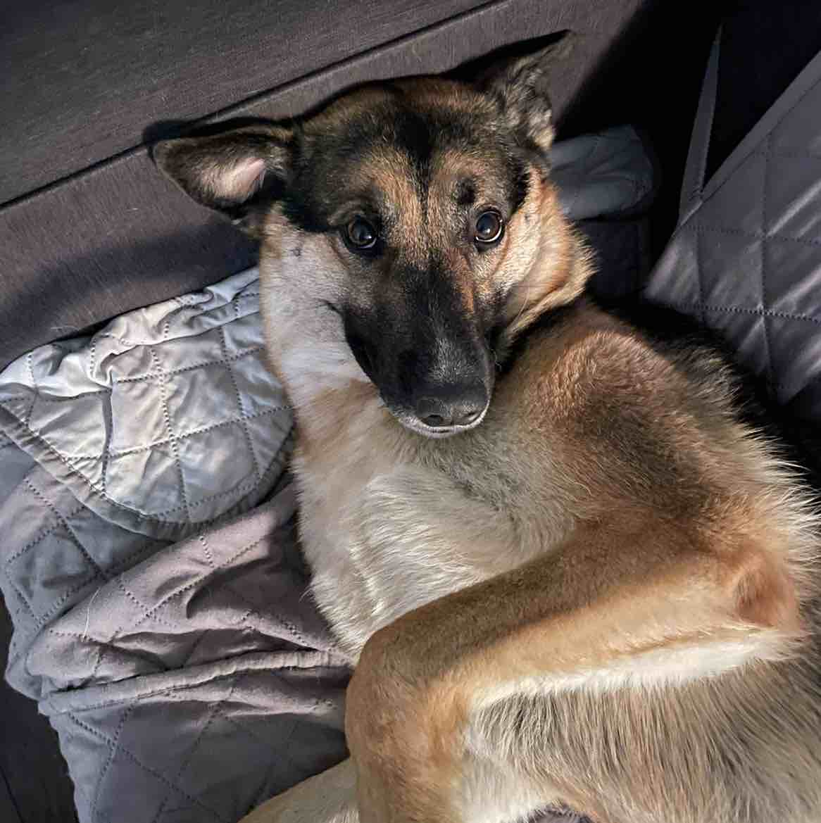 A picture of Beyoncé, a 7 years 3 months old Other Mix dog.