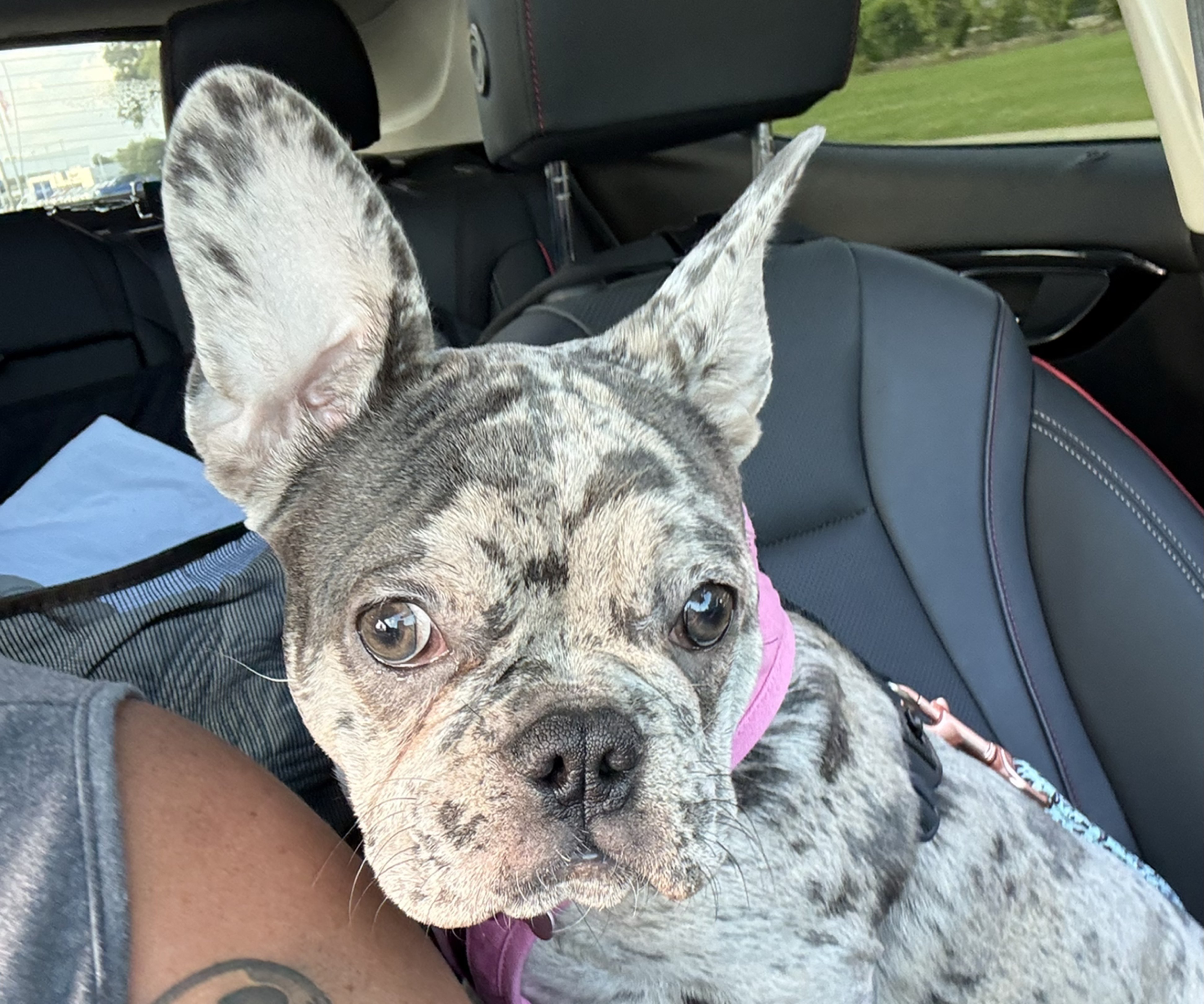 A picture of Nova, a 8 months old Other dog.