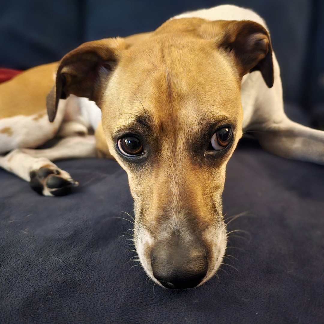 A picture of Darwin, a 5 years 9 months old Other Mix dog.