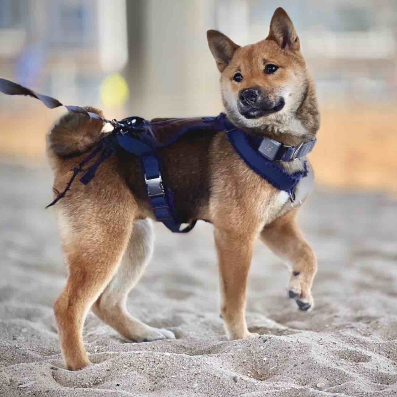 A picture of Ku, a 3 years 9 months old Other dog.