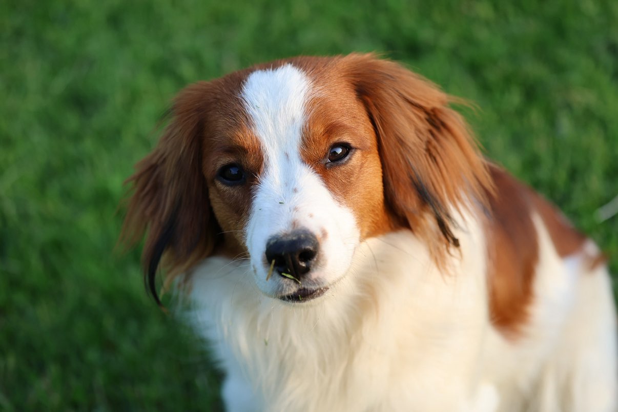 A picture of Harriet, a 1 year old Other dog.