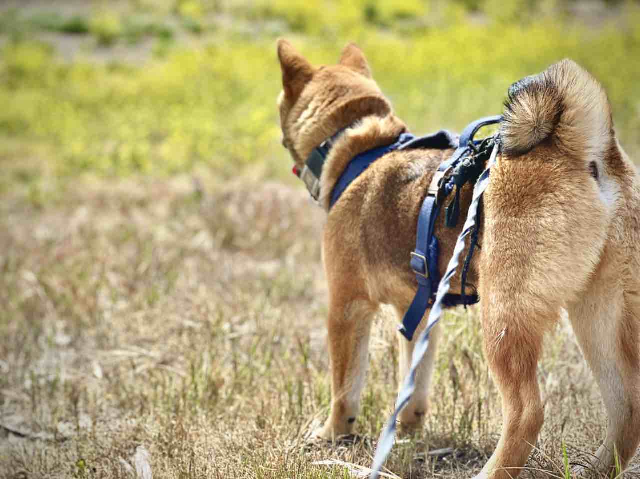 A picture of Ku, a 3 years 9 months old Other dog.