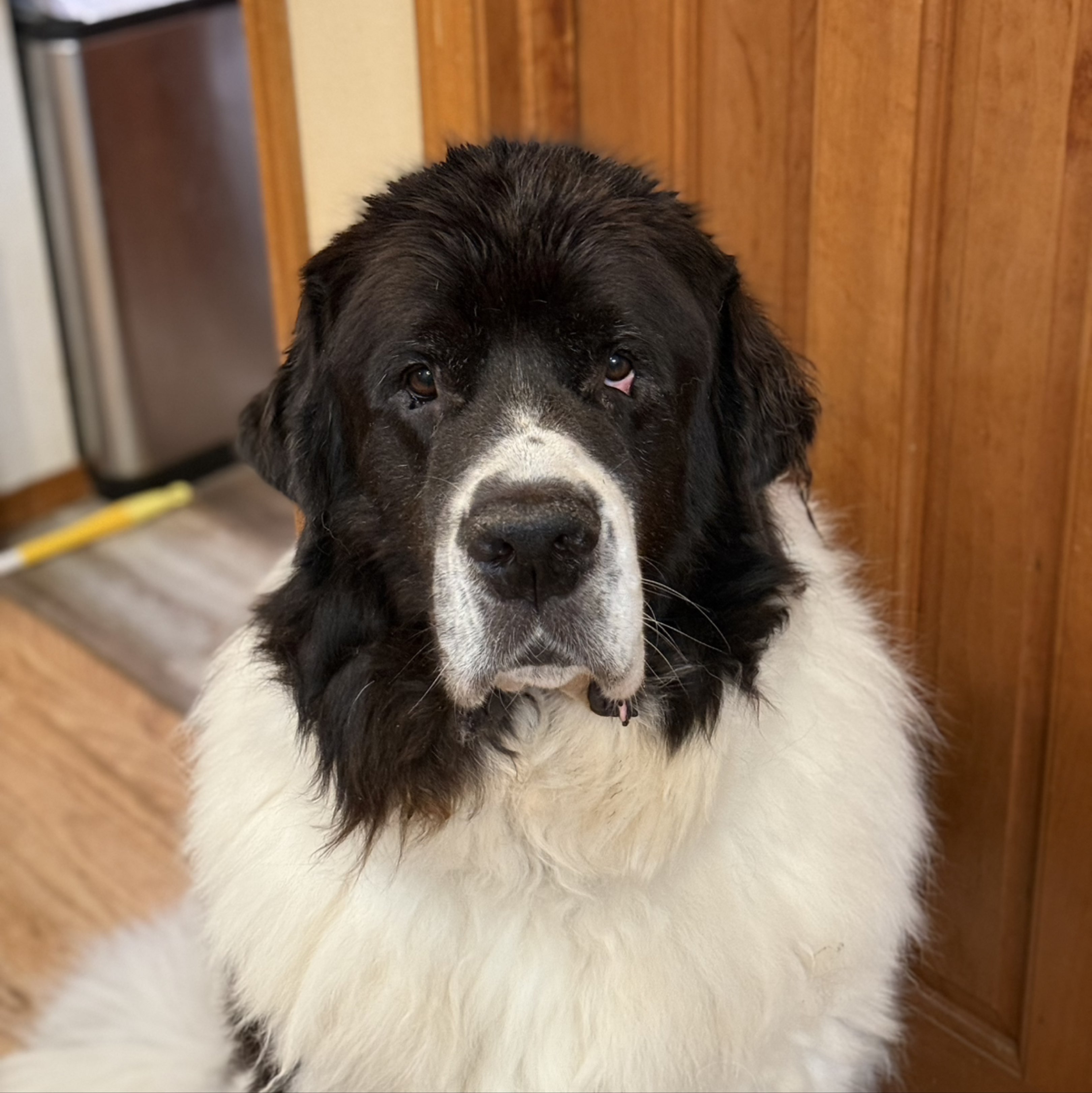 A picture of Rambo, a 7 years 4 months old Other dog.