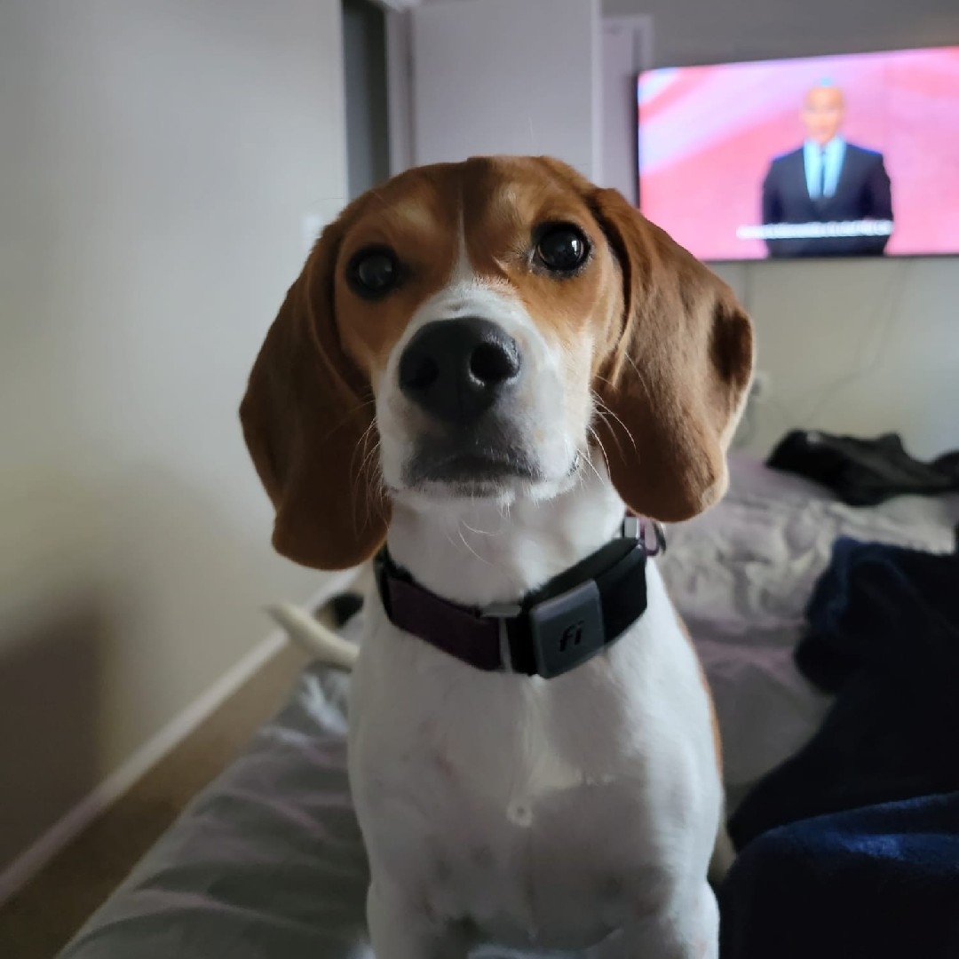 A picture of Brisa, a 3 years 9 months old Other dog.