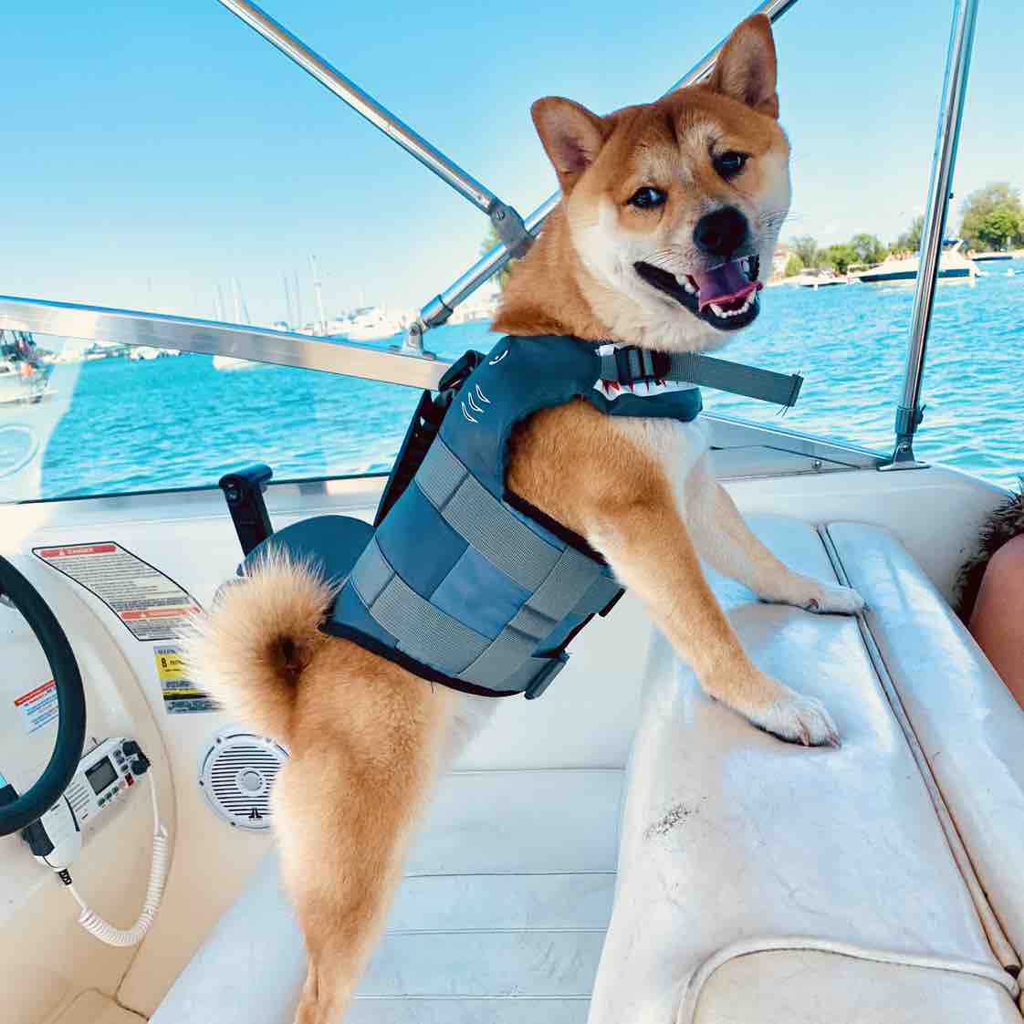 A picture of Hanzo, a 4 years 11 months old Shiba Inu dog.