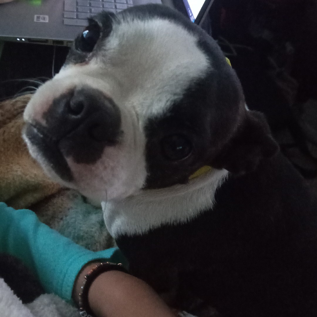 A picture of Wolf Ridges Ginny Weasley, a 4 years 4 months old Other dog.