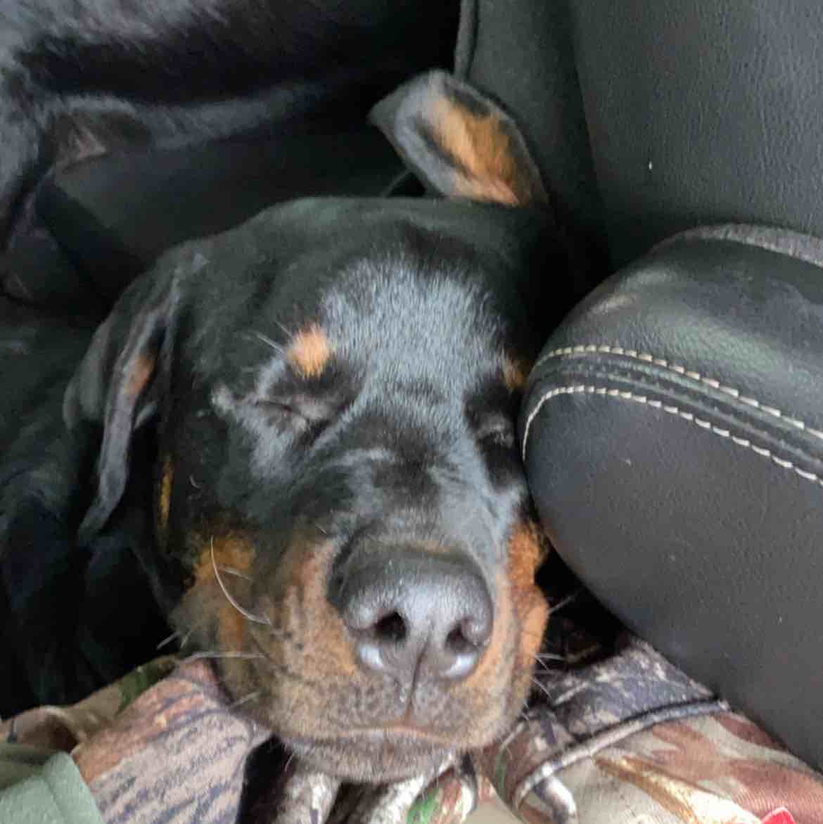 A picture of Diesel Mae, a 7 years 9 months old Other dog.
