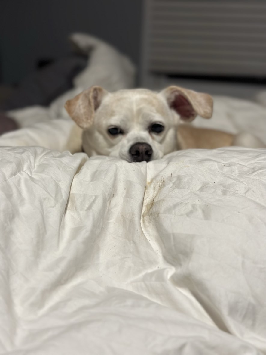 A picture of Tinkerbelle, a 12 years 1 month old Other Mix dog.