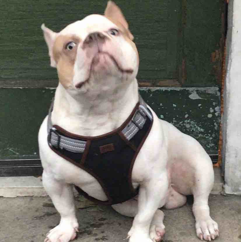 A picture of Chico, a 5 years 9 months old Other dog.