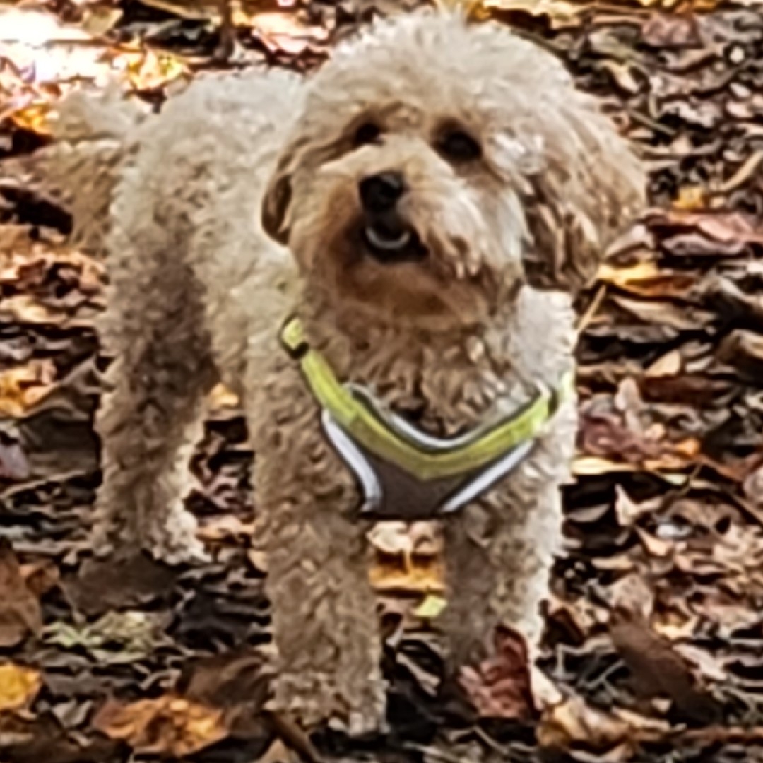 A picture of Lincoln Bartholomew Robbins, a 4 years 10 months old Other dog.