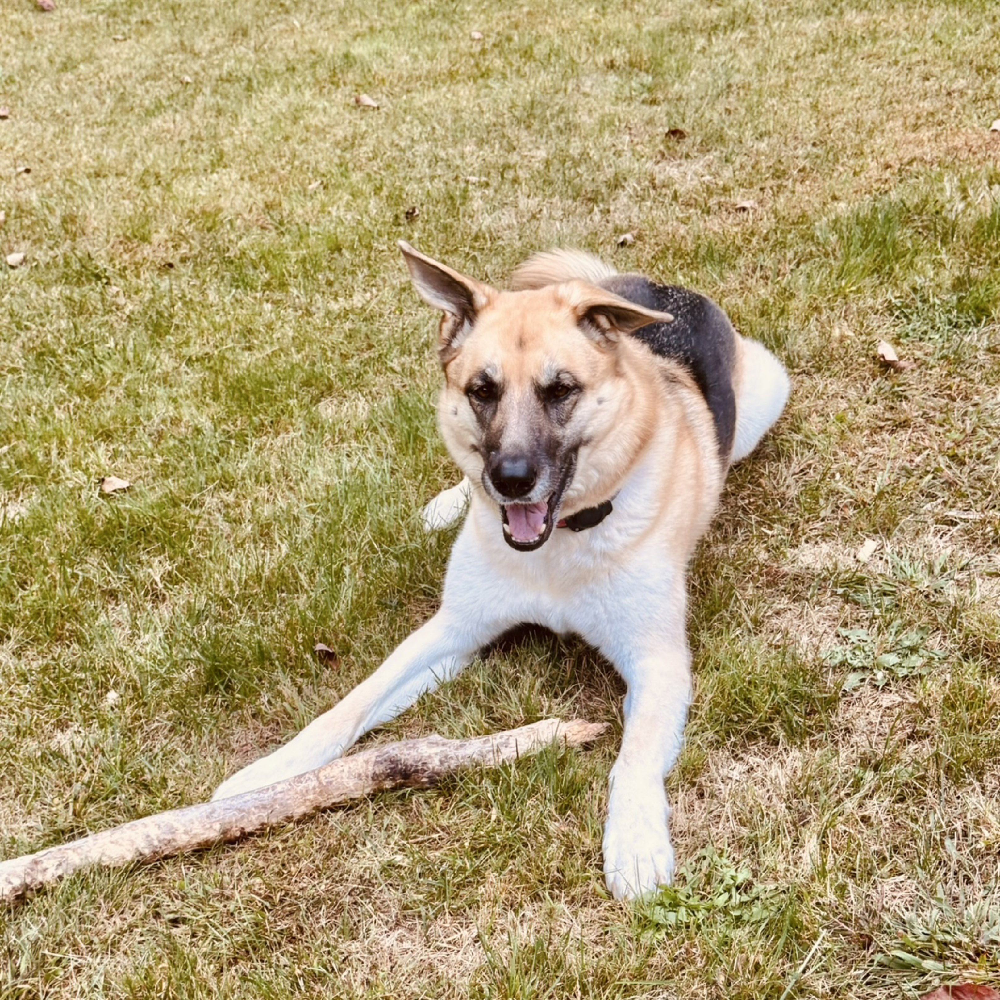 A picture of Echo, a 5 years 5 months old Other dog.