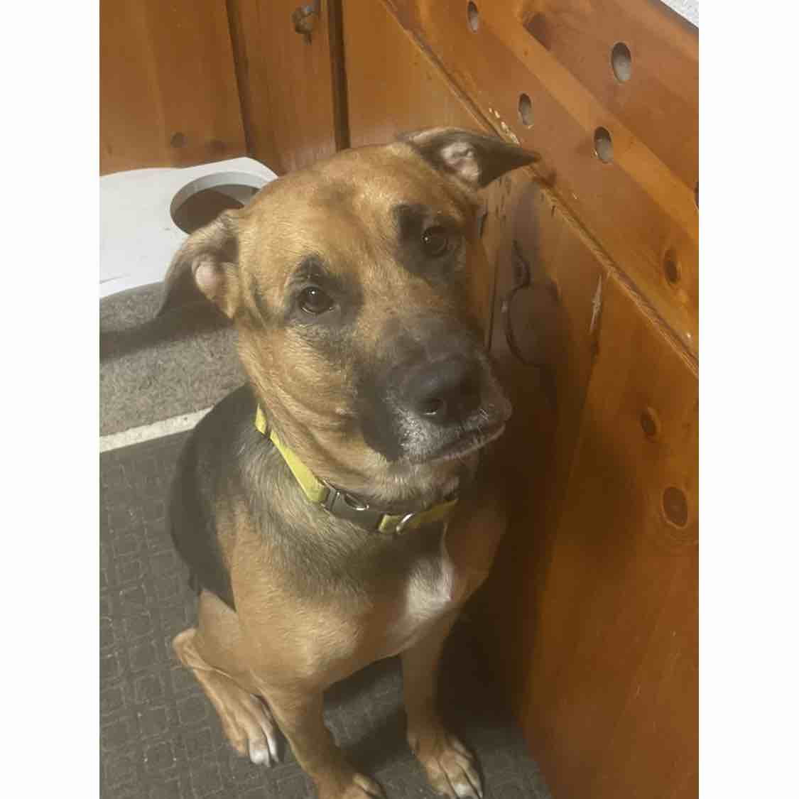 A picture of Mukku, a 4 years 4 months old Other Mix dog.